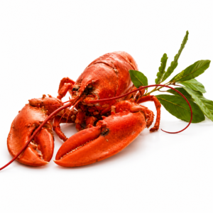 Bogavante cocido