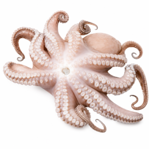 Pulpo crudo  (2/3 kg)