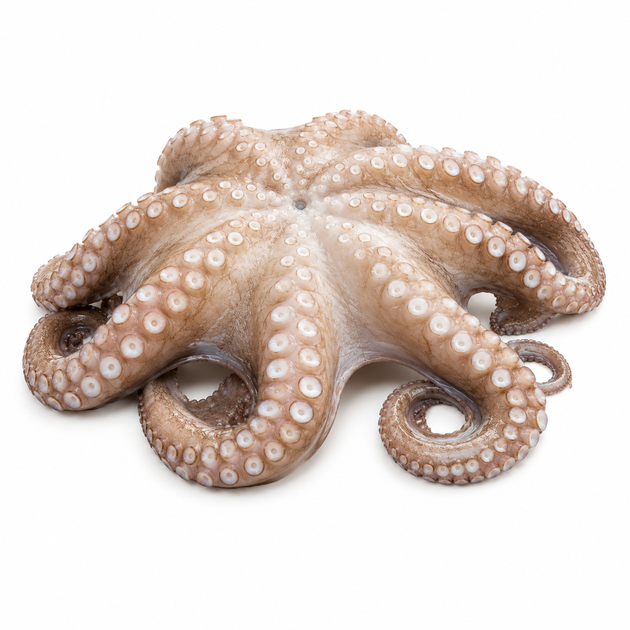 Producto congelado ideal para cocina profesional y cocción tradicional.