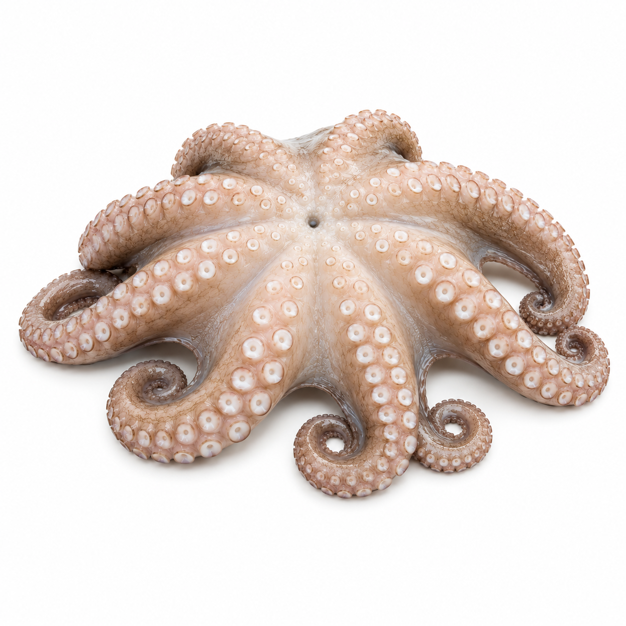Pulpo crudo 4 kg de la mejor calidad, Disanfrio